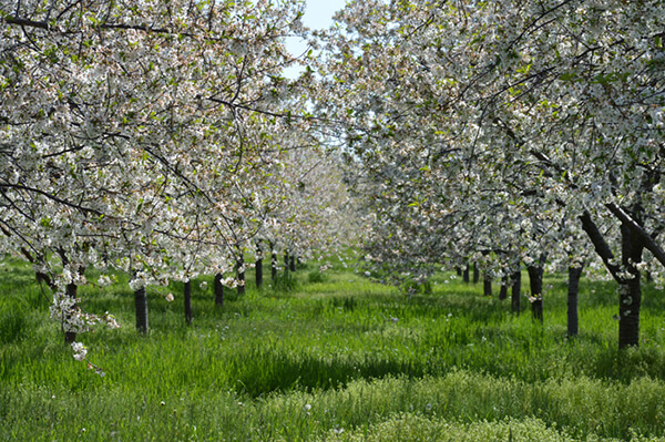 Orchard with cherry trees in blossom