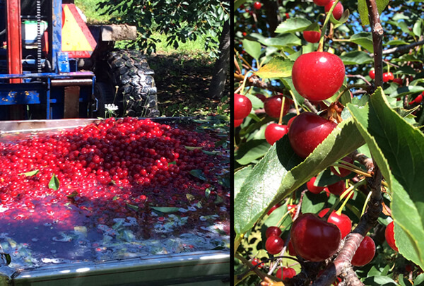 Harvesting cherries